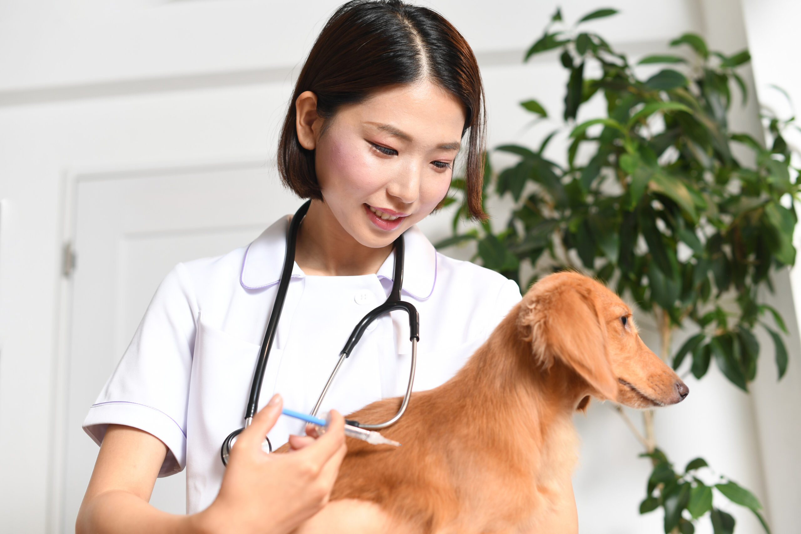 動物病院スタッフ